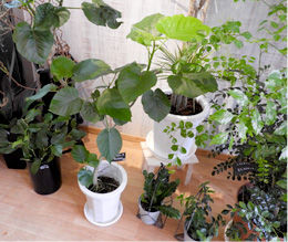 観葉植物